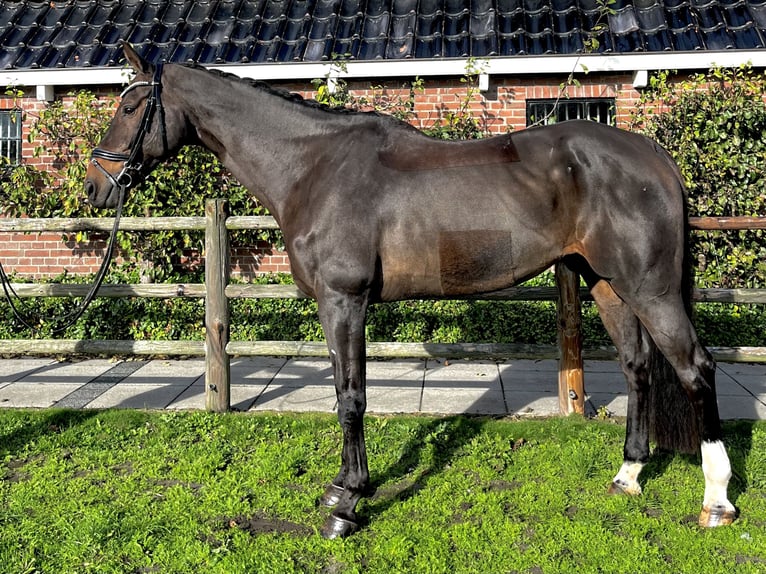 KWPN Caballo castrado 16 años 174 cm Castaño in Leeuwarden