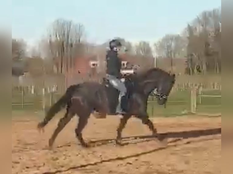 KWPN Caballo castrado 16 años 174 cm Morcillo in Langenboom