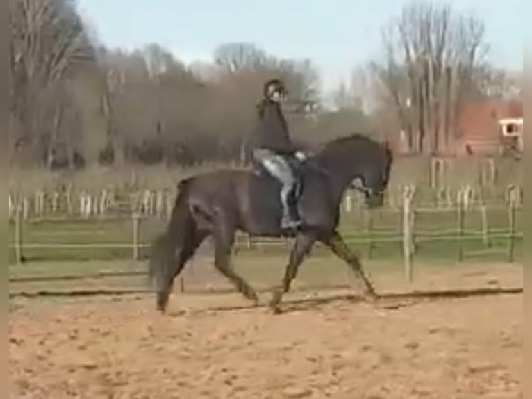 KWPN Caballo castrado 16 años 174 cm Morcillo in Langenboom