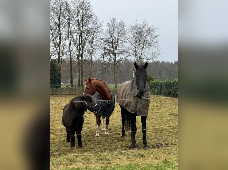KWPN Caballo castrado 16 años 174 cm Morcillo in Langenboom