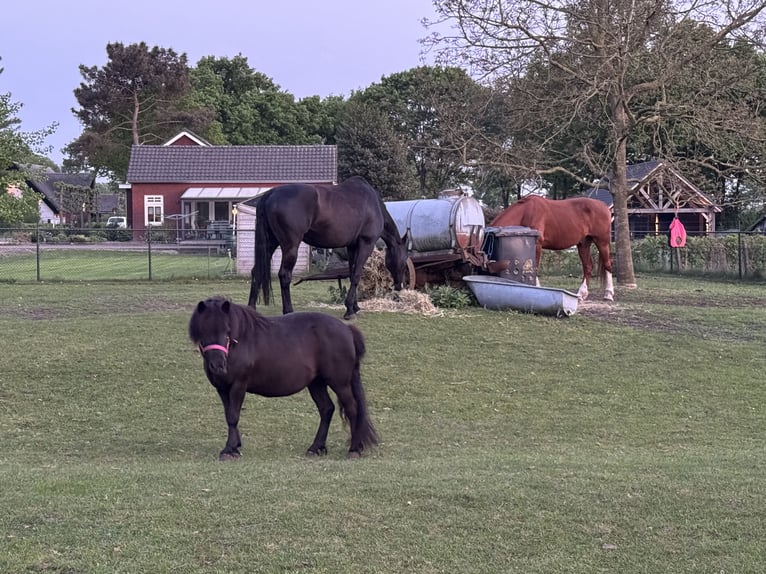 KWPN Caballo castrado 16 años 174 cm Morcillo in Langenboom