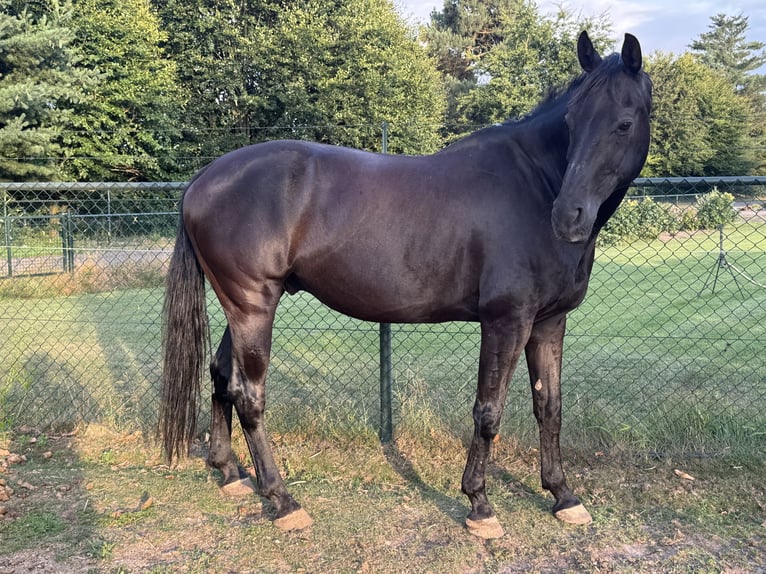 KWPN Caballo castrado 16 años 174 cm Morcillo in Langenboom