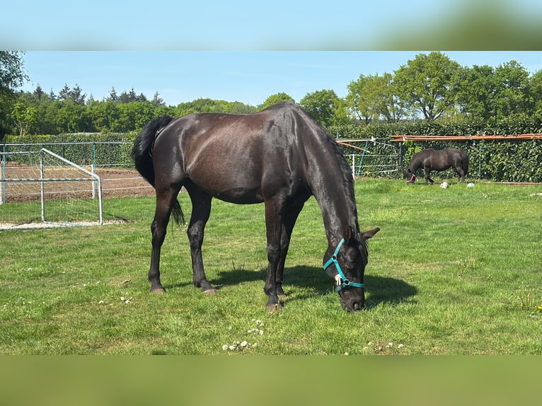 KWPN Caballo castrado 16 años 174 cm Morcillo in Langenboom