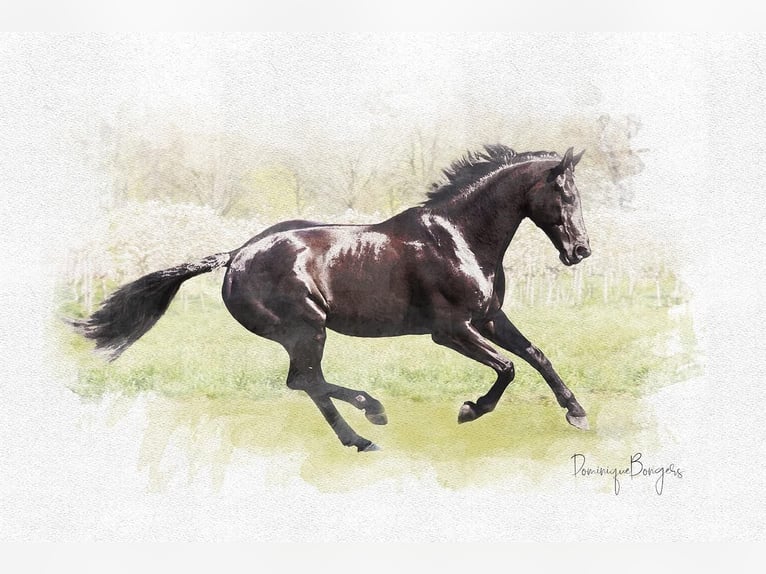KWPN Caballo castrado 16 años 174 cm Morcillo in Langenboom