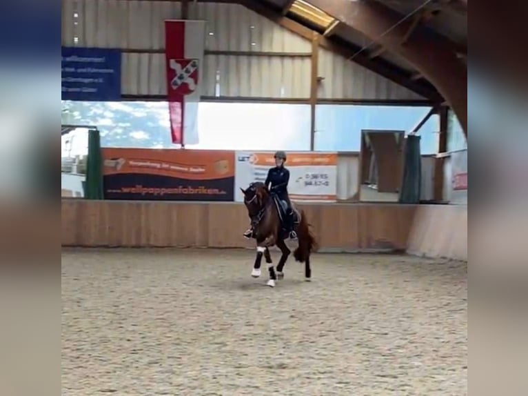 KWPN Caballo castrado 16 años 175 cm Alazán-tostado in Guxhagen