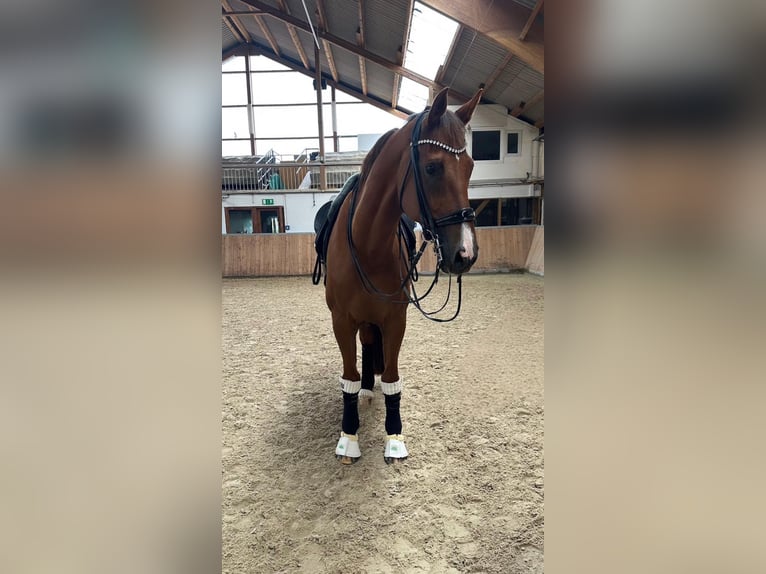 KWPN Caballo castrado 16 años 175 cm Alazán-tostado in Guxhagen