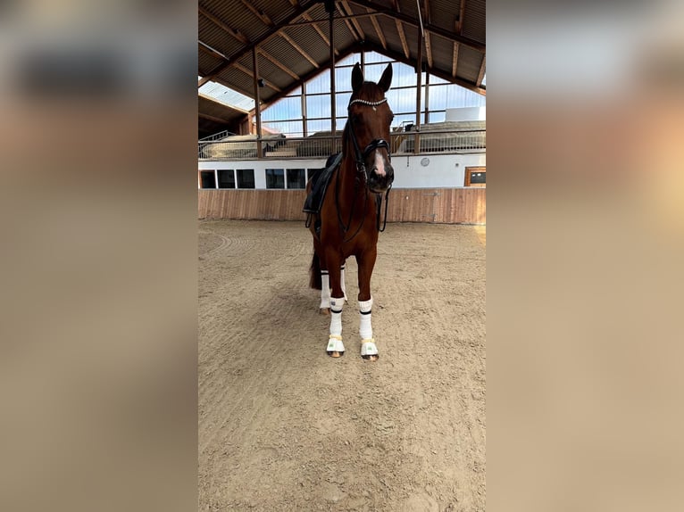 KWPN Caballo castrado 16 años 175 cm Alazán-tostado in Guxhagen