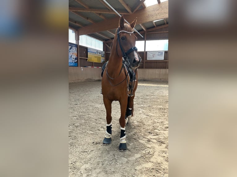 KWPN Caballo castrado 16 años 175 cm Alazán-tostado in Guxhagen