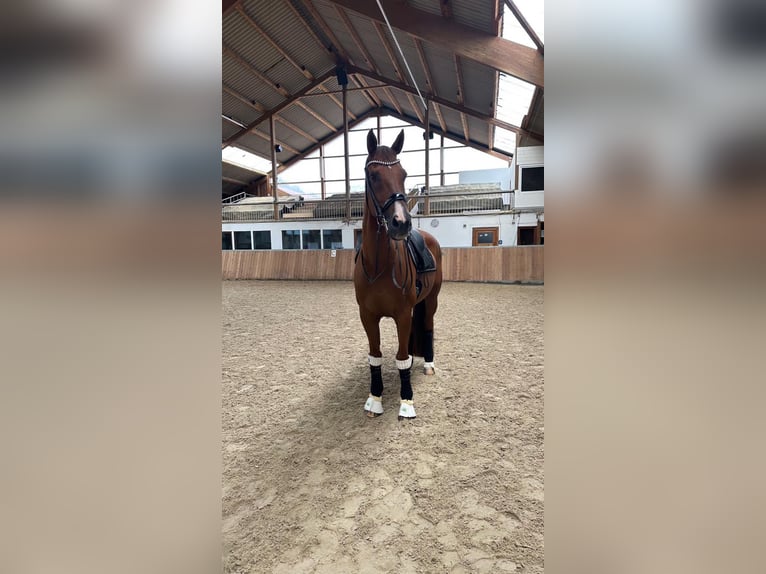 KWPN Caballo castrado 16 años 175 cm Alazán-tostado in Guxhagen