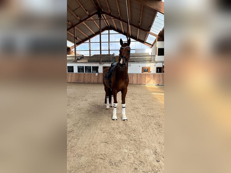 KWPN Caballo castrado 16 años 175 cm Alazán-tostado in Guxhagen