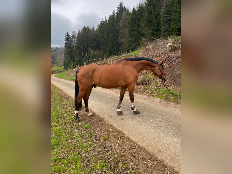 KWPN Caballo castrado 16 años 178 cm Castaño in Gingen an der Fils