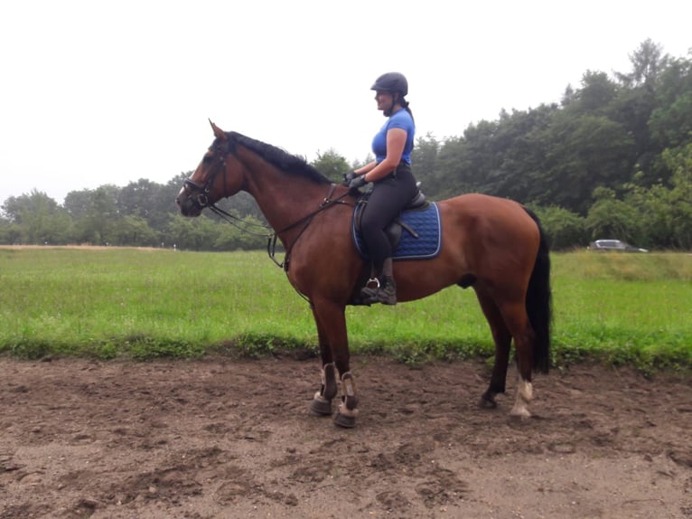KWPN Caballo castrado 16 años 178 cm Castaño in Gingen an der Fils