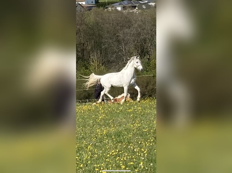 KWPN Caballo castrado 16 años 179 cm in Bayreuth