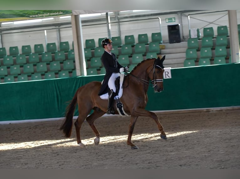 KWPN Caballo castrado 16 años 185 cm Alazán-tostado in Lamprechtshausen