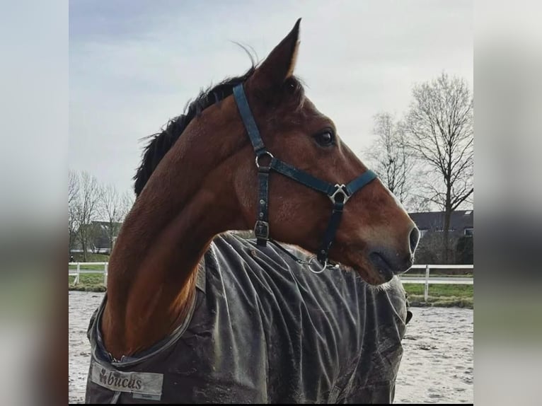 KWPN Caballo castrado 17 años 165 cm Castaño in Joure