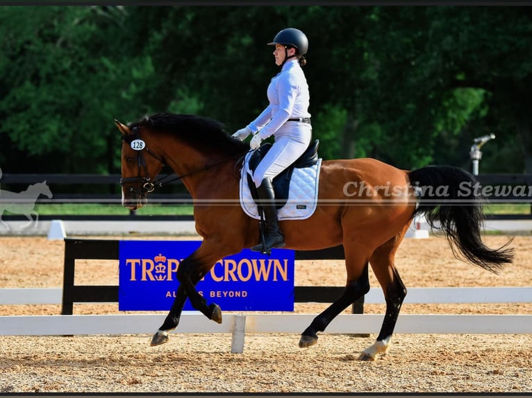 KWPN Caballo castrado 17 años 165 cm Castaño rojizo in Alpharetta