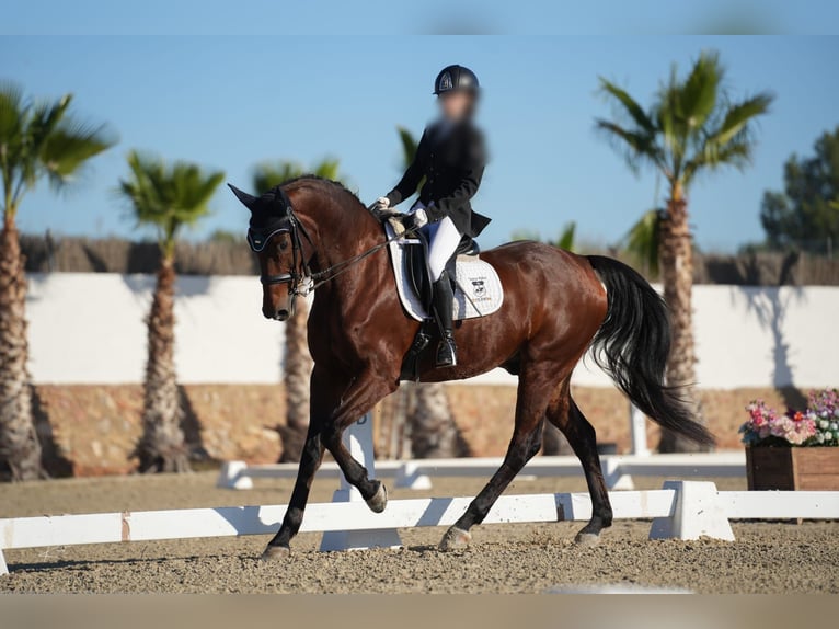 KWPN Caballo castrado 17 años 166 cm Castaño in Valencia