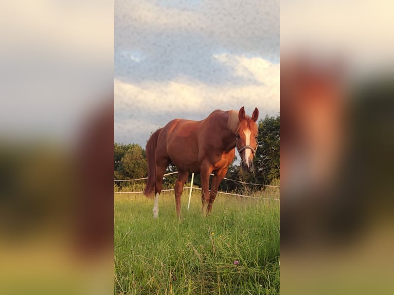 KWPN Caballo castrado 17 años 167 cm Alazán in Holzgünz
