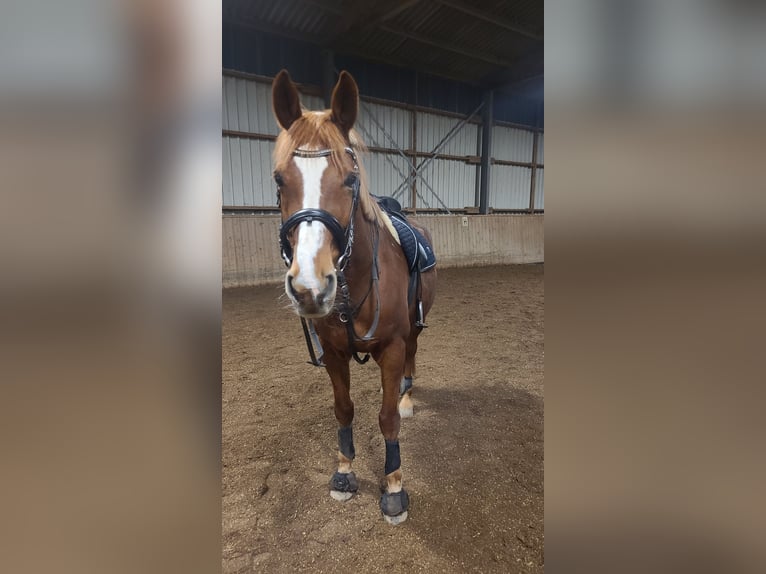 KWPN Caballo castrado 17 años 167 cm Alazán in Holzgünz