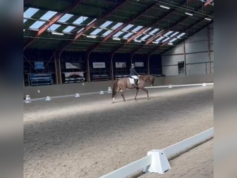KWPN Caballo castrado 17 años 168 cm Alazán-tostado in Veldhoven