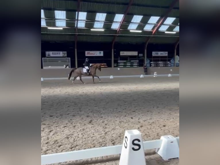 KWPN Caballo castrado 17 años 168 cm Alazán-tostado in Veldhoven