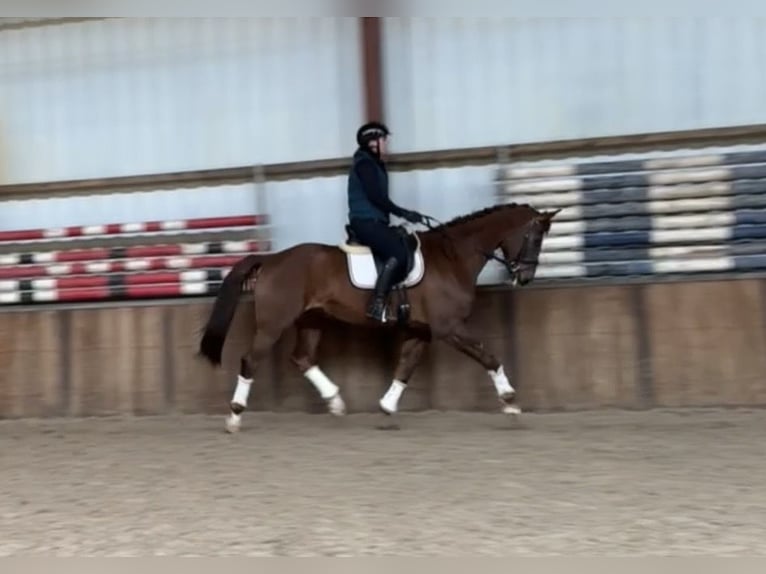 KWPN Caballo castrado 17 años 172 cm Alazán-tostado in Oud Gastel