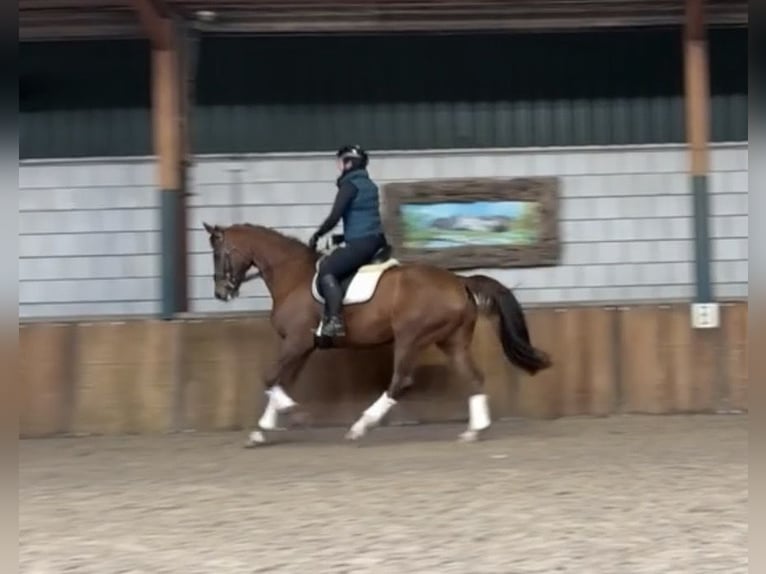 KWPN Caballo castrado 17 años 172 cm Alazán-tostado in Oud Gastel