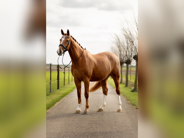 KWPN Caballo castrado 17 años 174 cm Alazán in Scharendijke