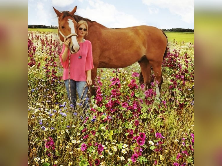 KWPN Caballo castrado 17 años 175 cm Castaño in Willich