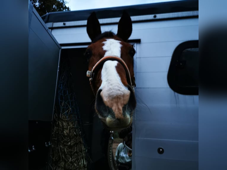 KWPN Caballo castrado 17 años 175 cm Castaño in Willich
