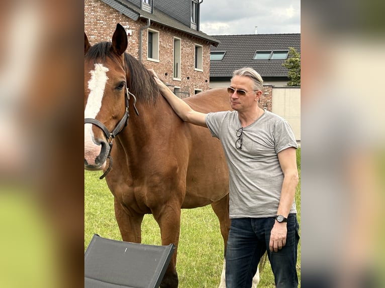 KWPN Caballo castrado 17 años 175 cm Castaño in Willich