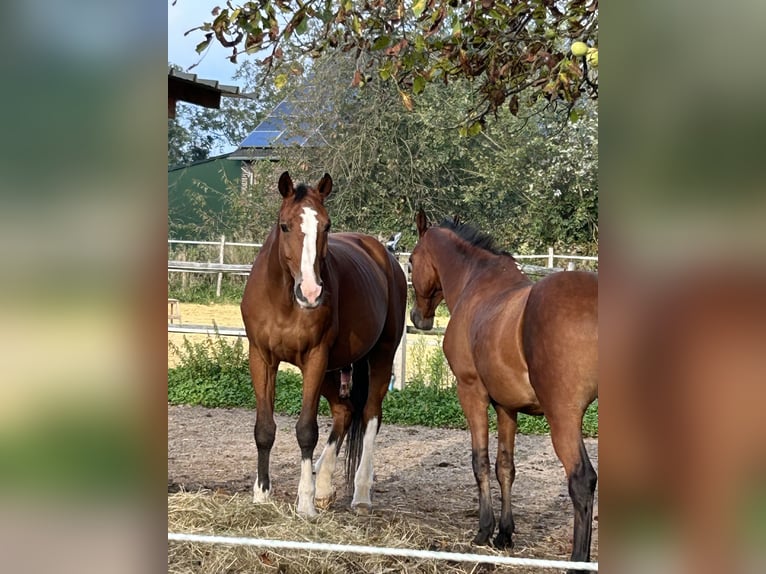 KWPN Caballo castrado 17 años 175 cm Castaño in Willich