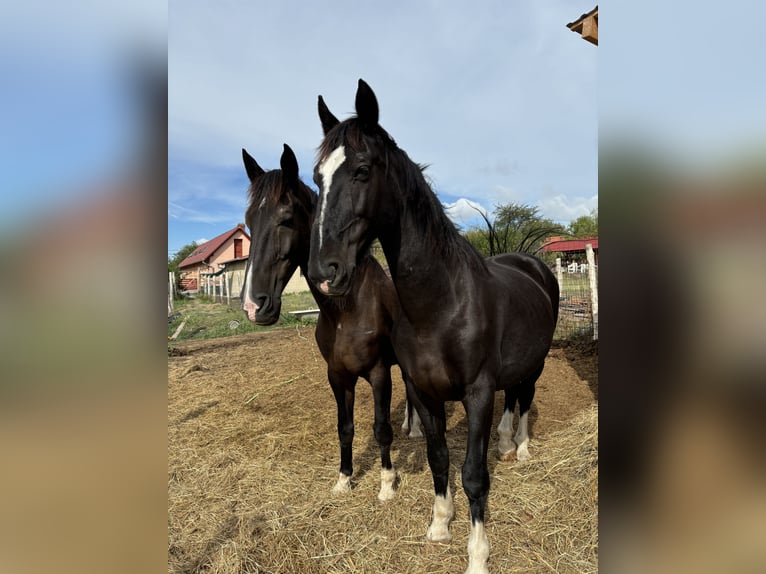 KWPN Caballo castrado 17 años 175 cm Negro in Cserkút