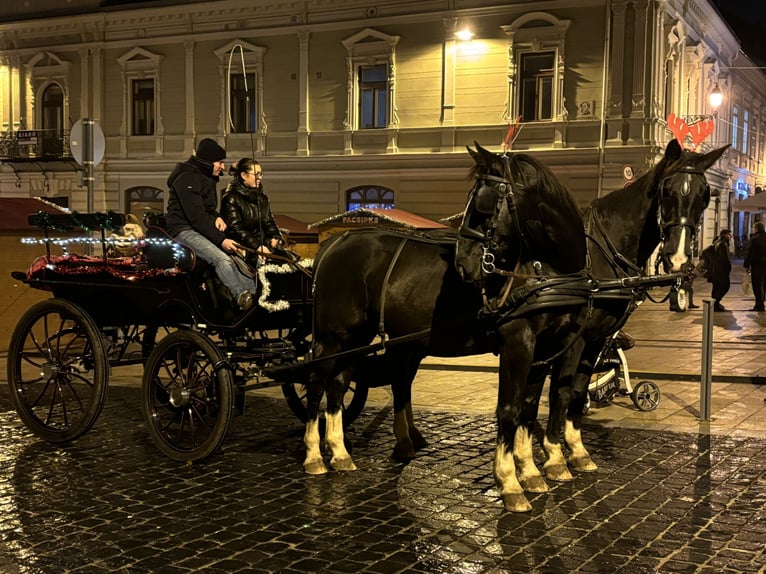 KWPN Caballo castrado 17 años 175 cm Negro in Cserkút