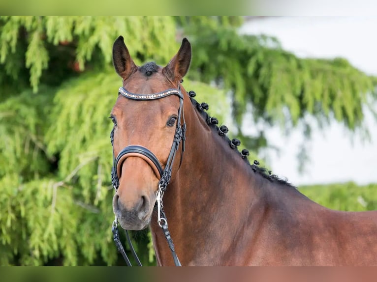 KWPN Caballo castrado 17 años 176 cm Castaño in Weil der Stadt