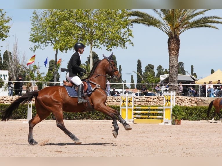 KWPN Caballo castrado 17 años 176 cm Castaño in Reus