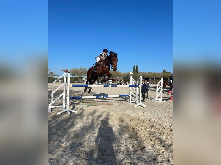 KWPN Caballo castrado 17 años 176 cm Castaño in Reus