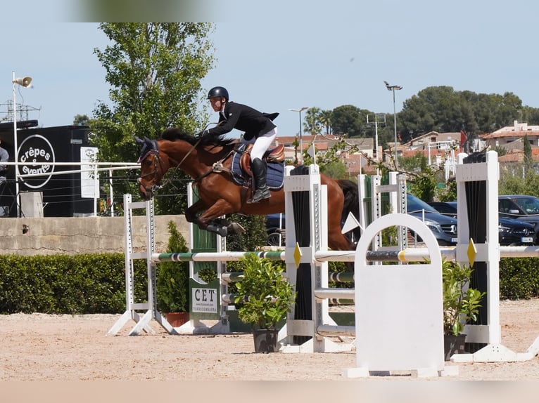 KWPN Caballo castrado 17 años 176 cm Castaño in Reus