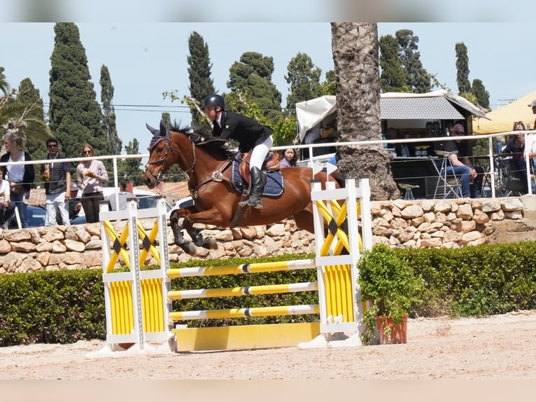 KWPN Caballo castrado 17 años 176 cm Castaño in Reus