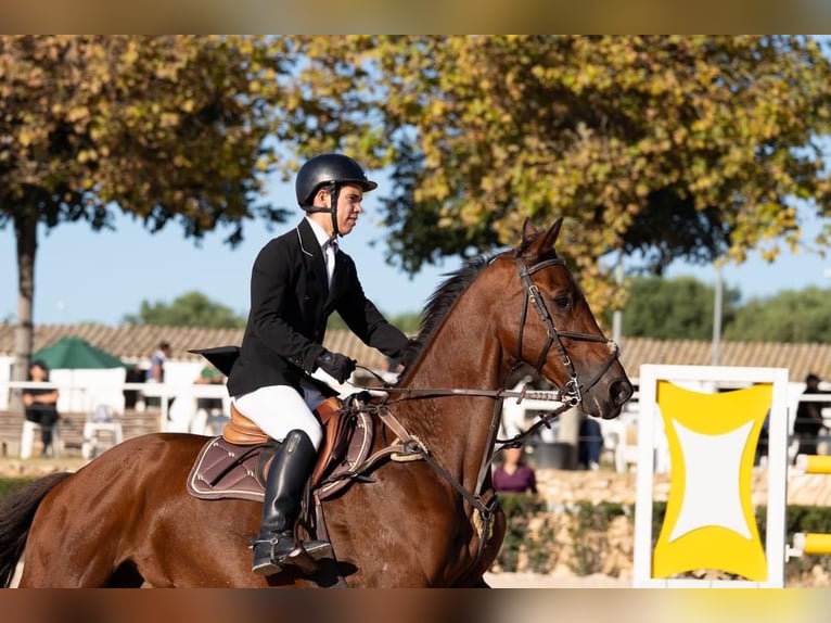 KWPN Caballo castrado 17 años 176 cm Castaño in Reus