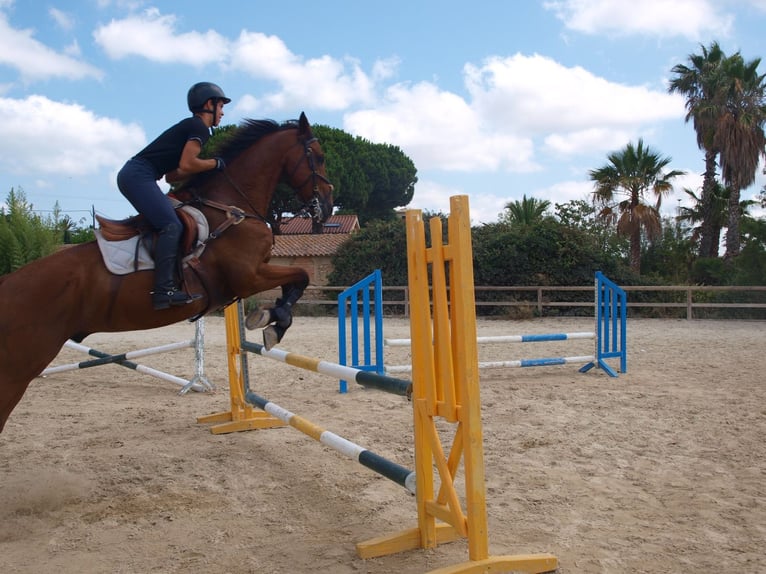 KWPN Caballo castrado 17 años 176 cm Castaño in Reus