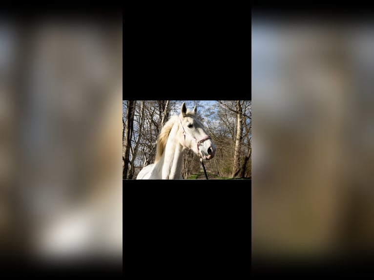 KWPN Caballo castrado 18 años 160 cm Tordo in Hemmoor
