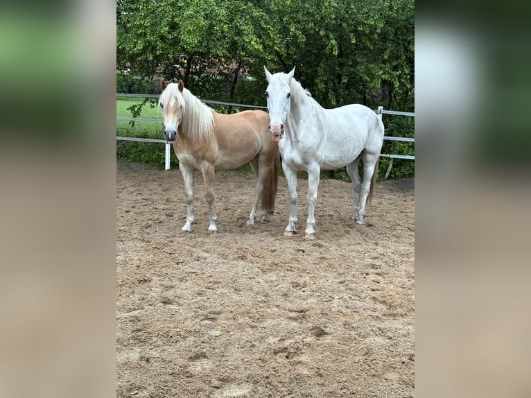 KWPN Caballo castrado 18 años 160 cm Tordo in Hemmoor