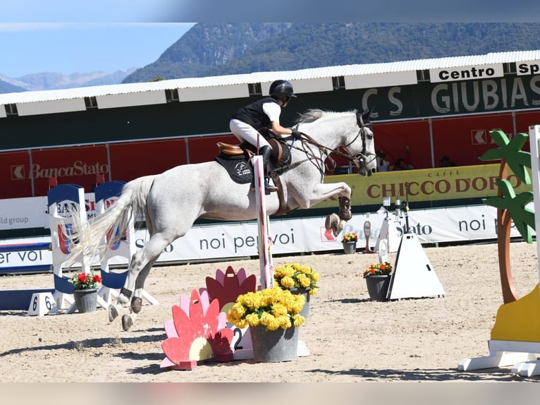 KWPN Caballo castrado 18 años 164 cm Tordo in Giubiasco