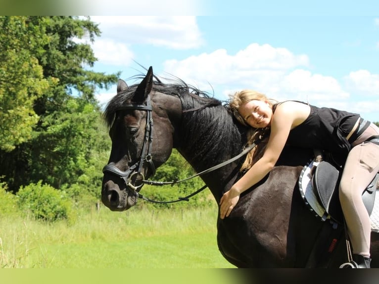 KWPN Caballo castrado 18 años 165 cm Negro in Becherbach