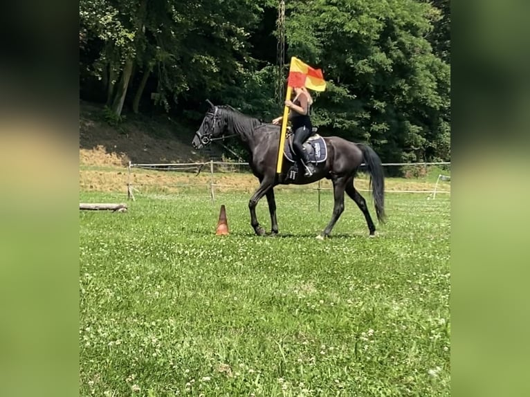 KWPN Caballo castrado 18 años 165 cm Negro in Becherbach