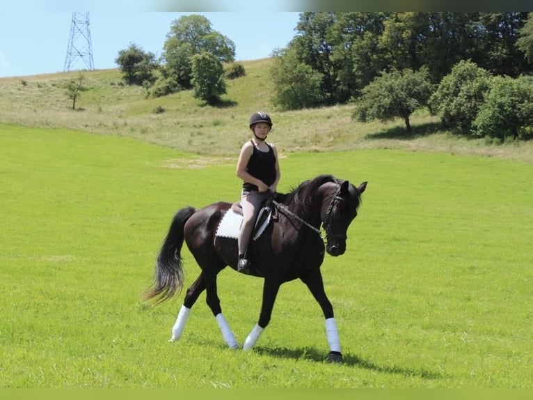 KWPN Caballo castrado 18 años 165 cm Negro in Becherbach