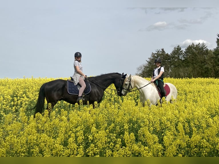 KWPN Caballo castrado 18 años 165 cm Negro in Becherbach