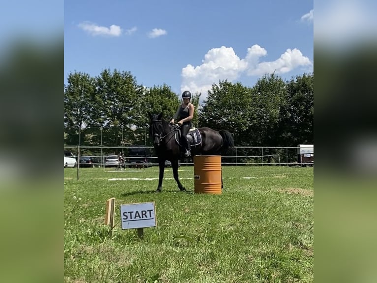 KWPN Caballo castrado 18 años 165 cm Negro in Becherbach