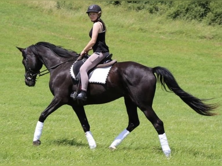 KWPN Caballo castrado 18 años 165 cm Negro in Becherbach